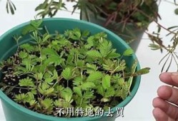 含羞草在家养护技巧与豆腐麻豆传媒的完美结合解析