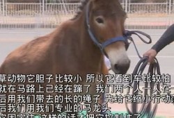 麻豆短视频传媒APP下载：畅享18禁福利视频的最佳选择