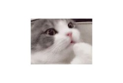 快猫记录世界：无与伦比GIF下载与抖音新风潮揭秘