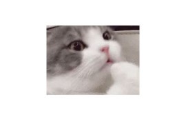 快猫记录世界：无与伦比GIF下载与抖音新风潮揭秘